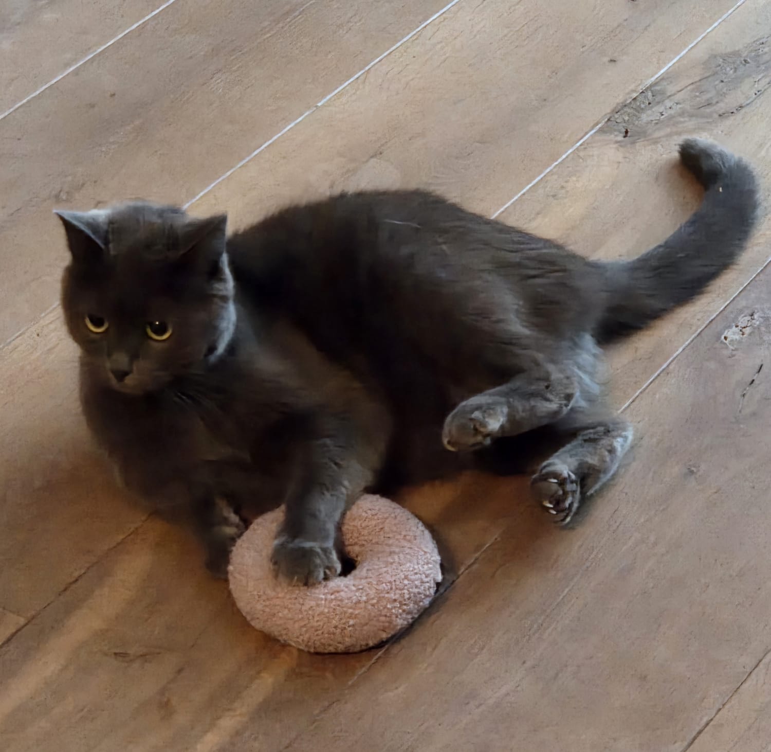 Maple Cat Toy *NEW*