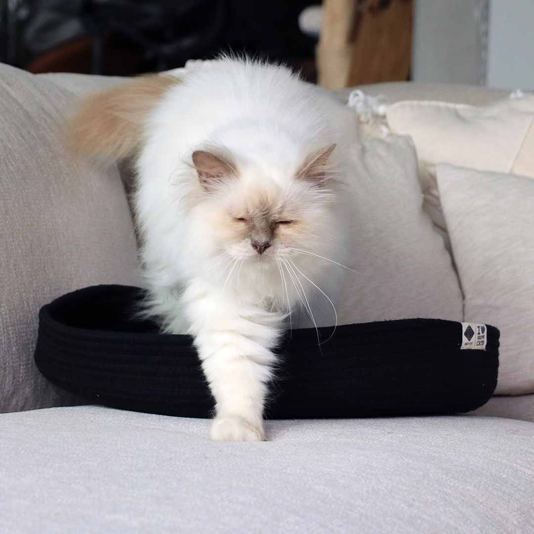 Jess Katzenkorb