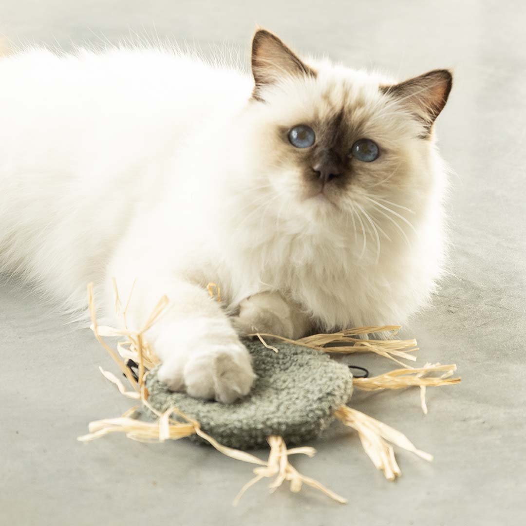 MILLY - Katzenspielzeug