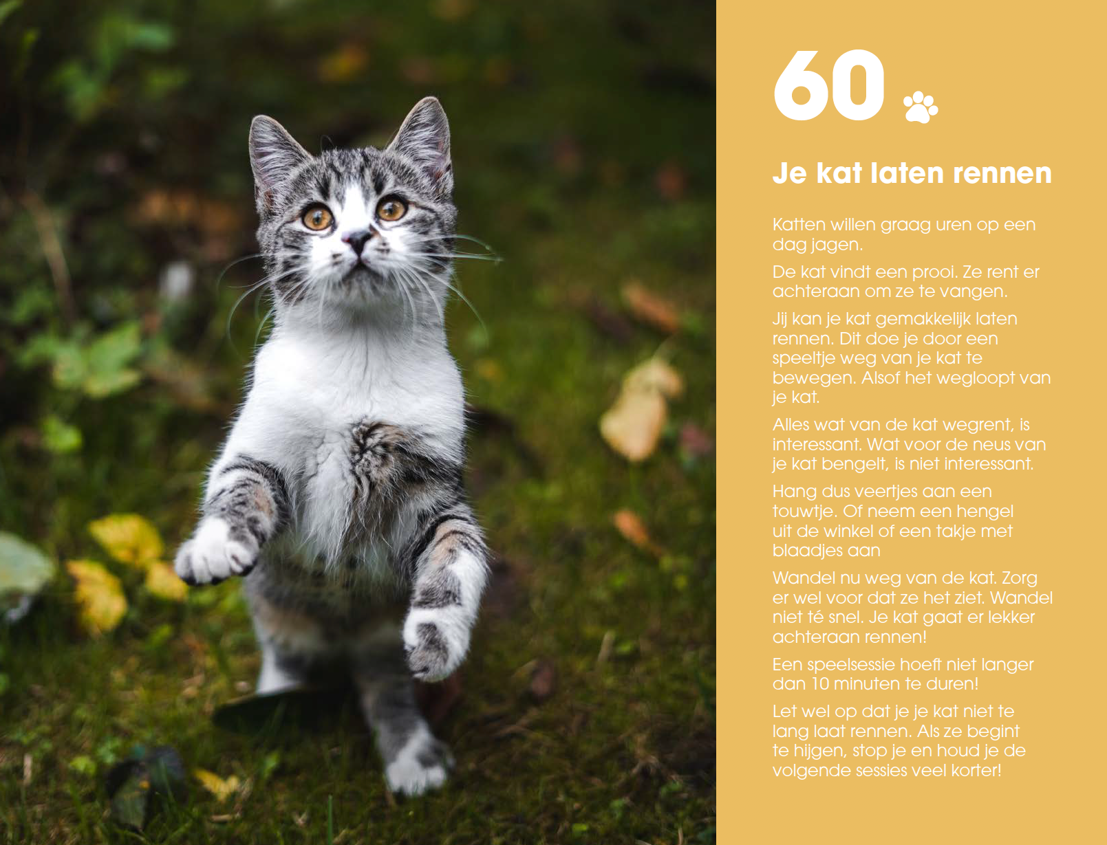 Happy Cats for Kids