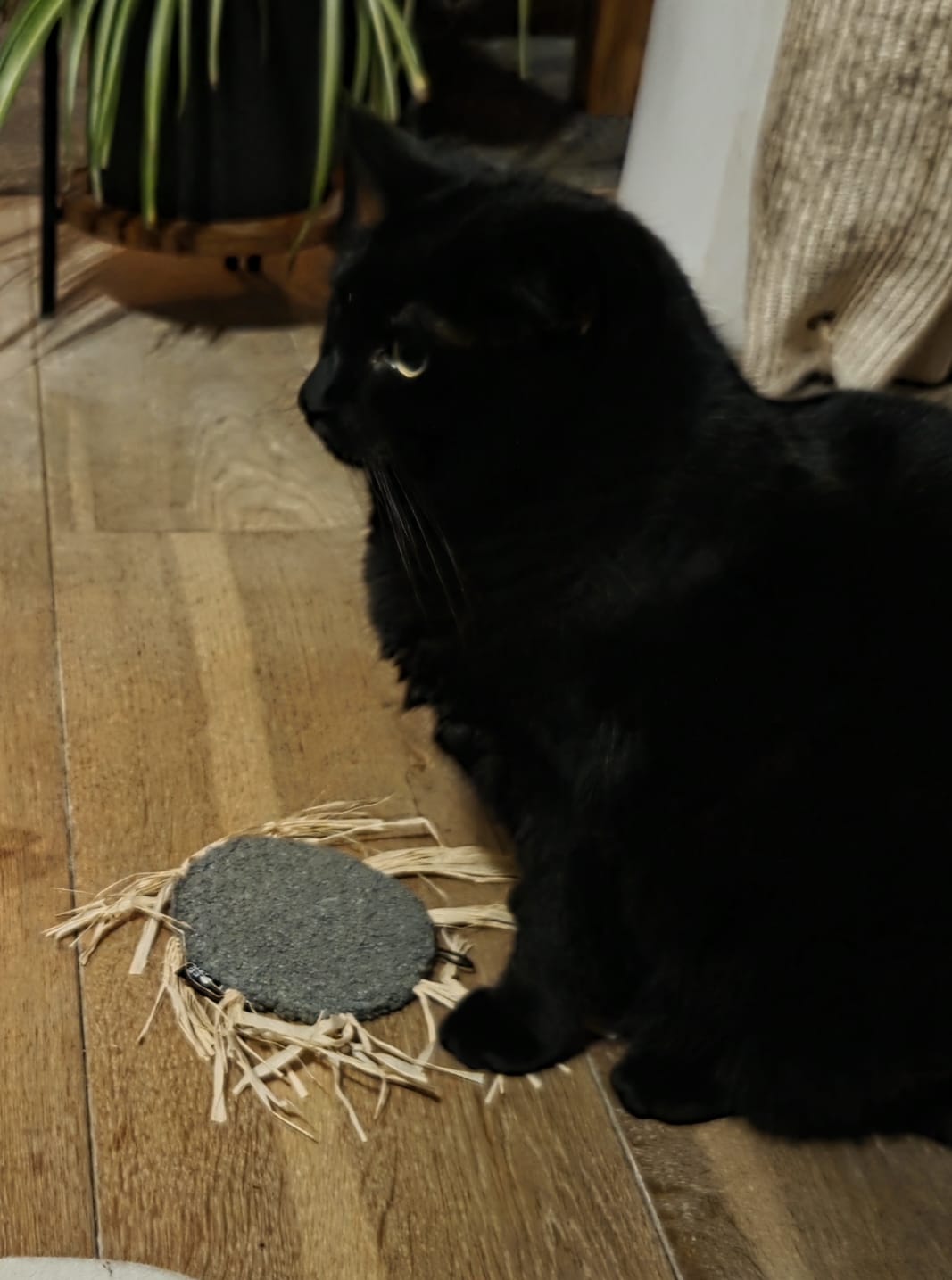 Milly Cat Toy *NEW*