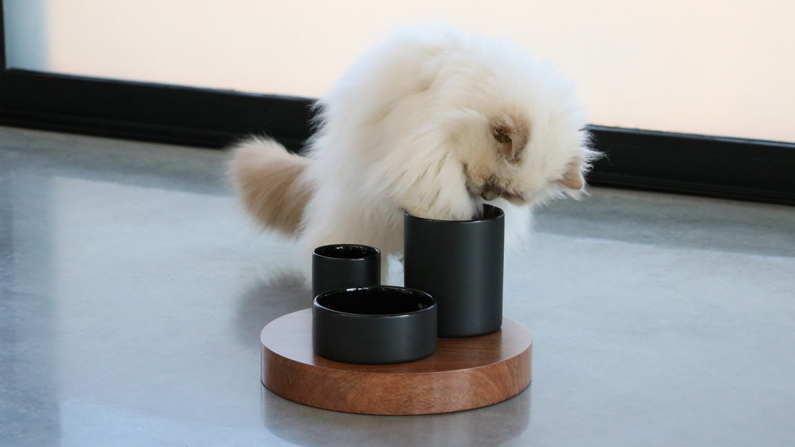 IGGY Enrichment Bowl