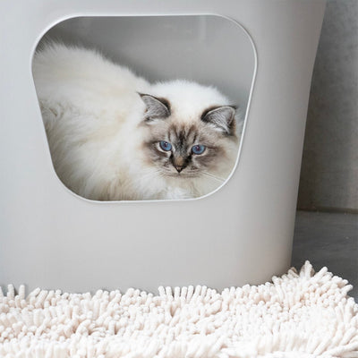 DEAN - Katzentoilette
