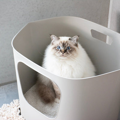 DEAN - Katzentoilette