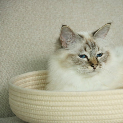 Jess Katzenkorb