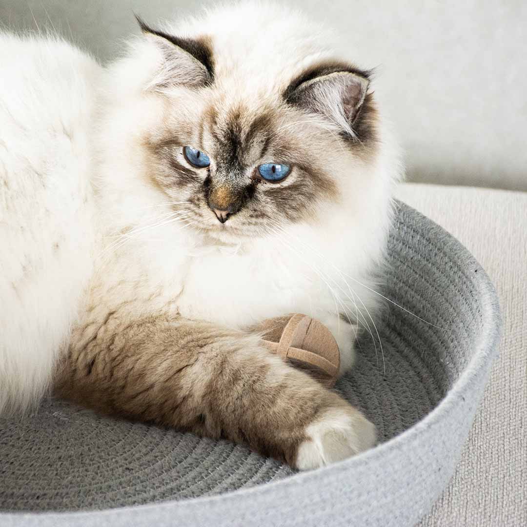 Jess Katzenkorb