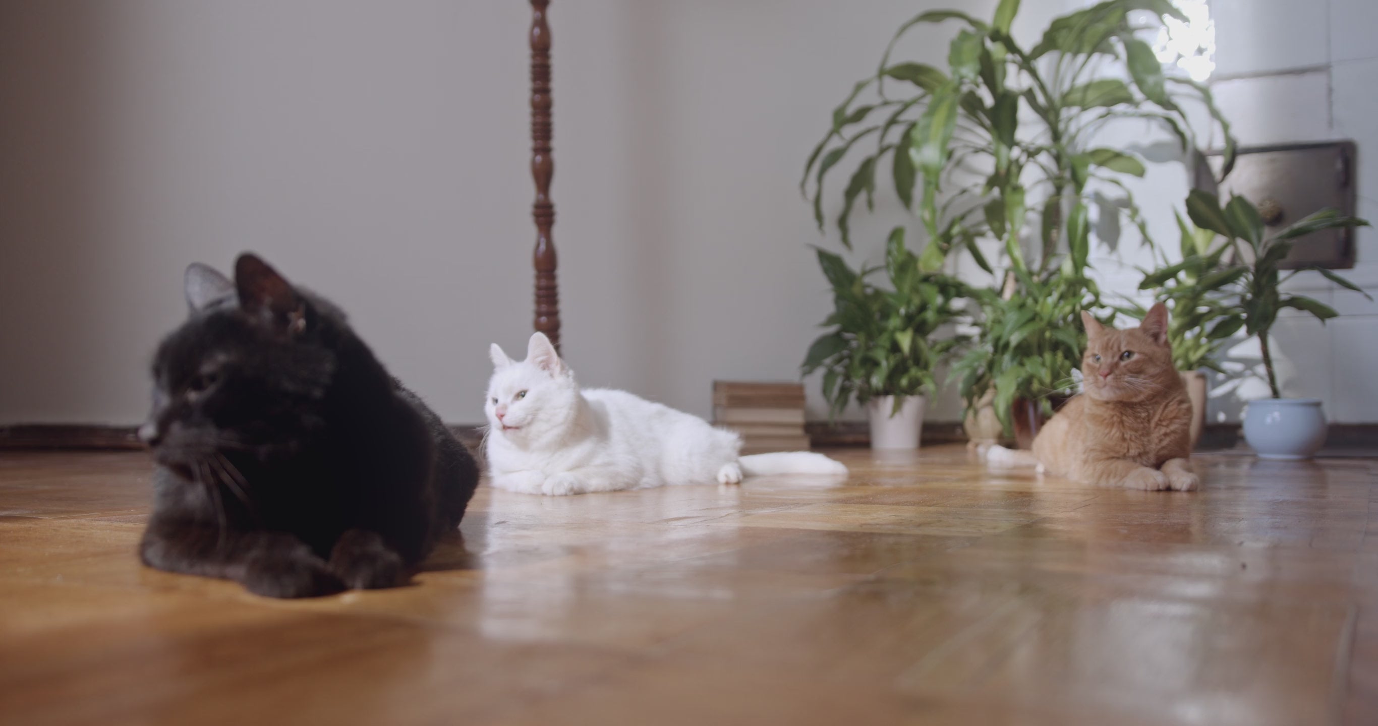 Video laden: 