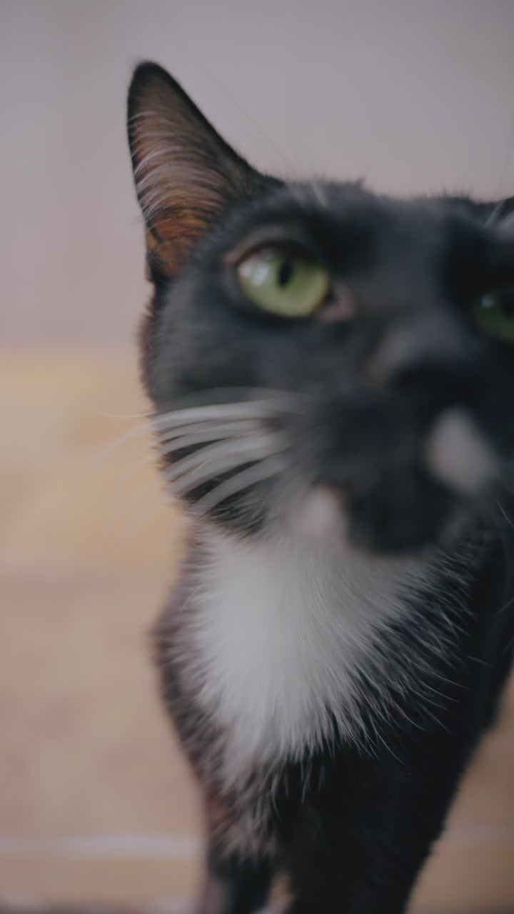 Video laden: 